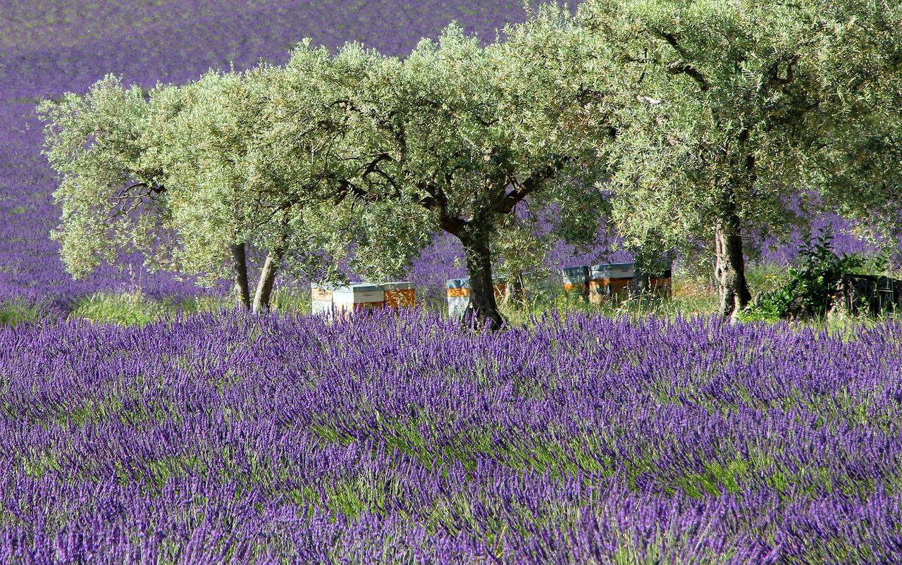 Bed and Breakfast Le Jardin De Celina Valensole Zewnętrze zdjęcie